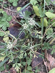Apioideae