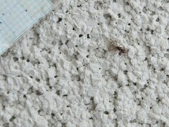 Ponera pennsylvanica