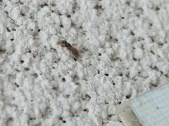 Ponera pennsylvanica