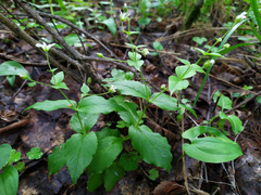 Stellaria bungeana