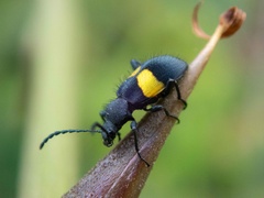 Lystronychus equestris