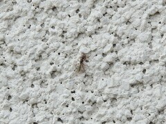 Ponera pennsylvanica