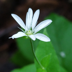 Stellaria bungeana
