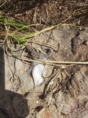 Pachydactylus maculatus