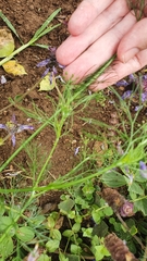 Cyclospermum leptophyllum