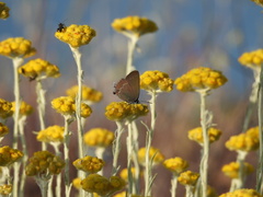 Satyrium ilicis