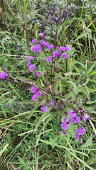 Vernonia gigantea