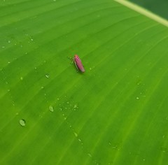 Bothrogonia ferruginea