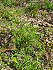 Vittadinia