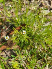 Vittadinia