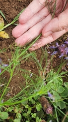 Cyclospermum leptophyllum