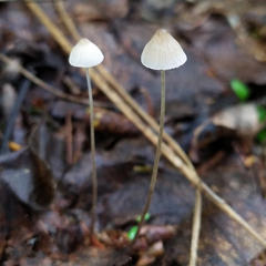Mycena filopes