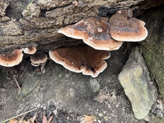 Ischnoderma resinosum