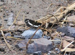 Castilia griseobasalis