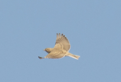 Alaudidae