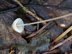 Mycena filopes