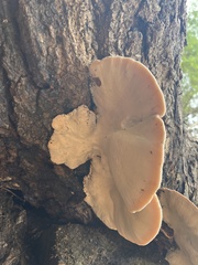 Ischnoderma resinosum