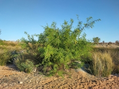 Prosopis