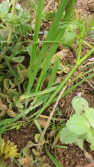 Cyclospermum leptophyllum