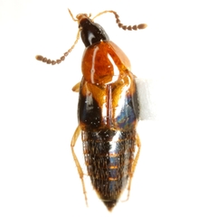 Lordithon obsoletus