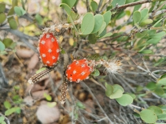 Peniocereus striatus