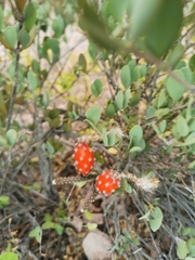 Peniocereus striatus