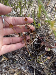 Gonocarpus micranthus