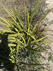 Yucca rupicola