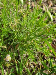 Vittadinia