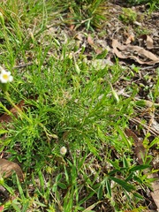 Vittadinia