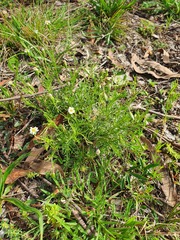 Vittadinia
