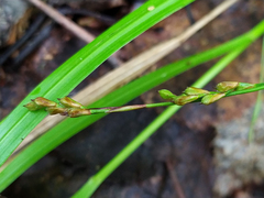 Carex digitata