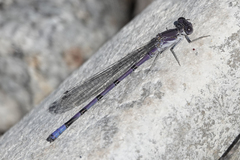 Argia emma