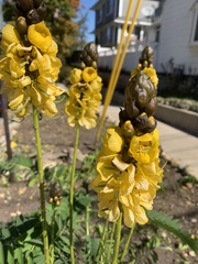 Senna didymobotrya