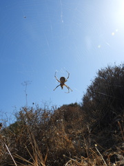 Argiope lobata
