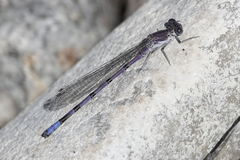 Argia emma
