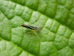 Sibovia sagata