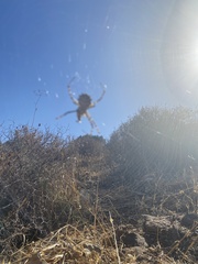 Argiope lobata