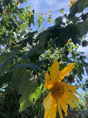 Tithonia diversifolia
