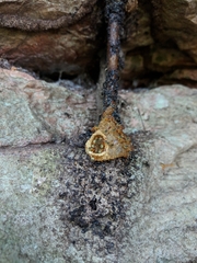 Tetragonisca fiebrigi