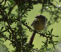 Stigmatura budytoides