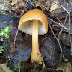 Rhodocollybia butyracea