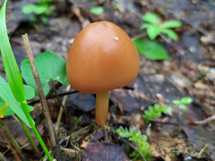 Rhodocollybia butyracea