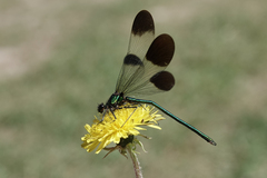 Calopteryx aequabilis