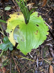 Parallelomma vittatum