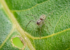 Thaumasia