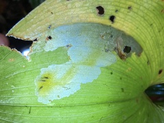 Parallelomma vittatum