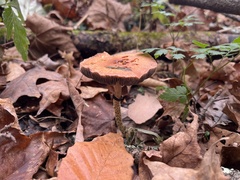 Leratiomyces squamosus thraustus