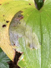 Parallelomma vittatum