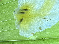 Parallelomma vittatum